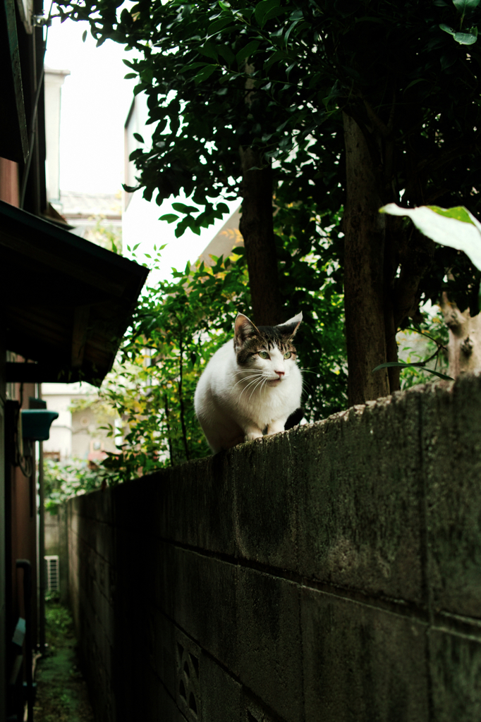 猫撮り散歩1062