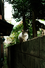 猫撮り散歩1062