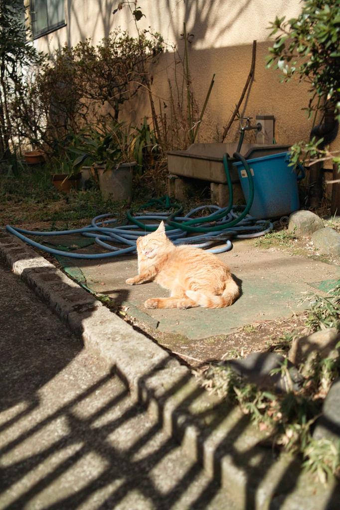猫撮り散歩204