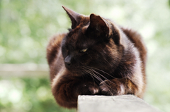 猫撮り散歩SZS-28 "Garden cats of One day"