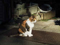 猫撮り散歩425