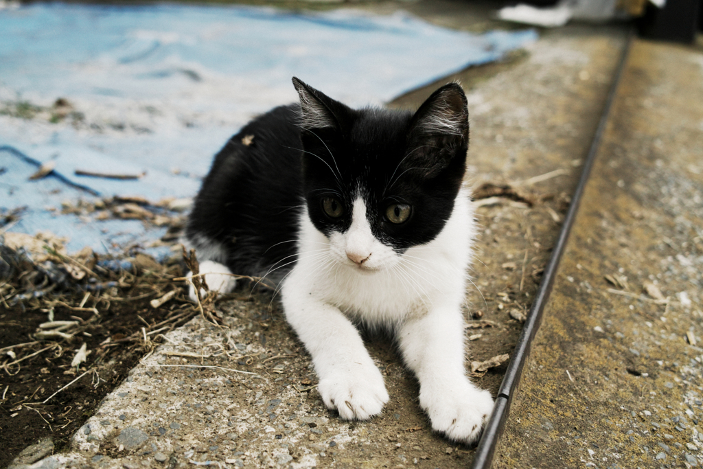 猫撮り散歩1313