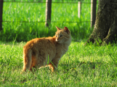猫撮り散歩71