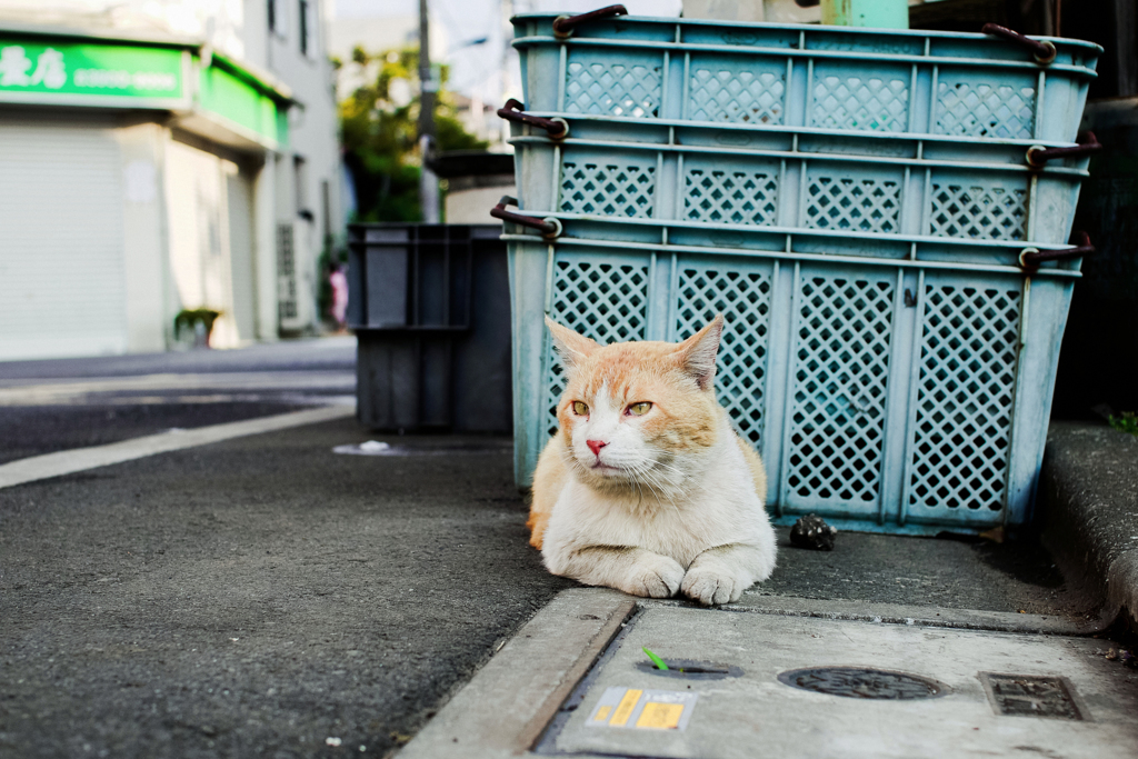 猫撮り散歩2243