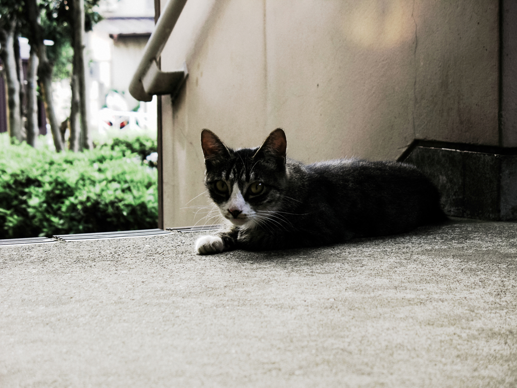 猫撮り散歩1089