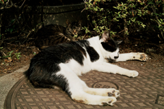 猫撮り散歩753