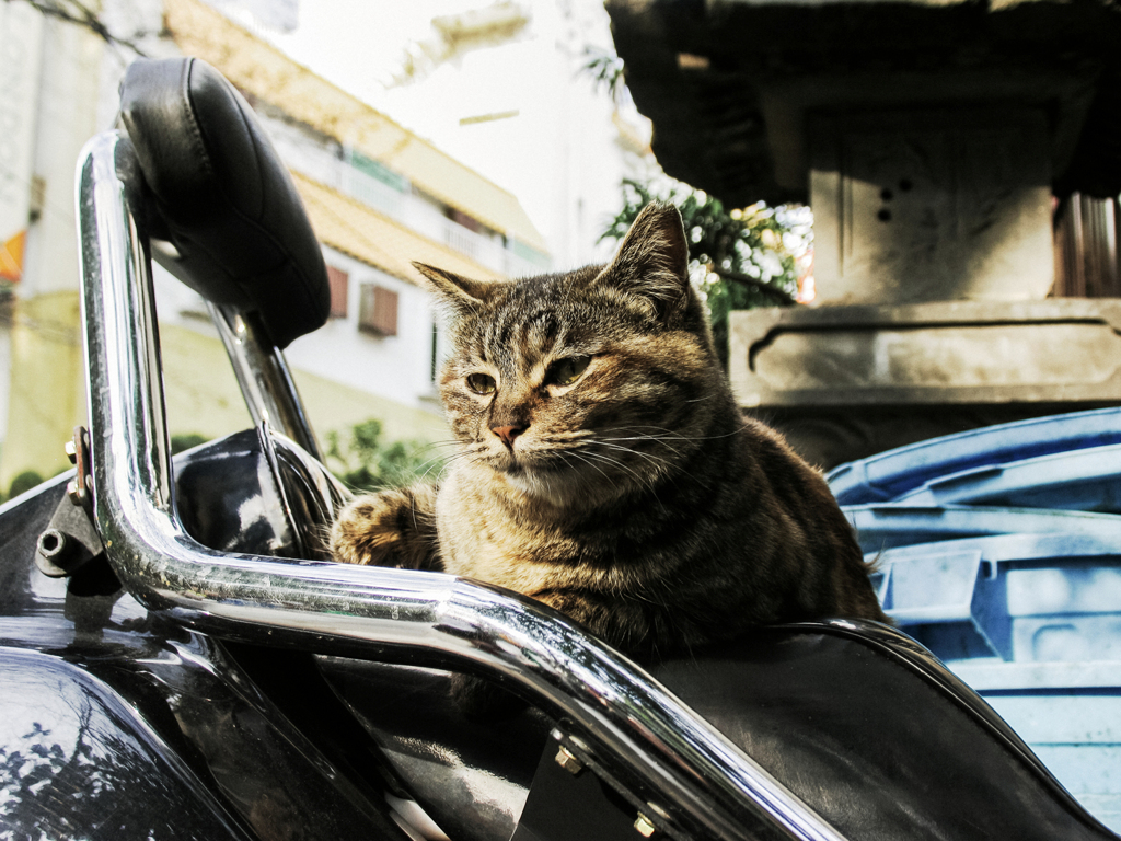 猫撮り散歩2315