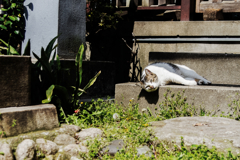 猫撮り散歩1448