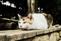 猫撮り散歩1356
