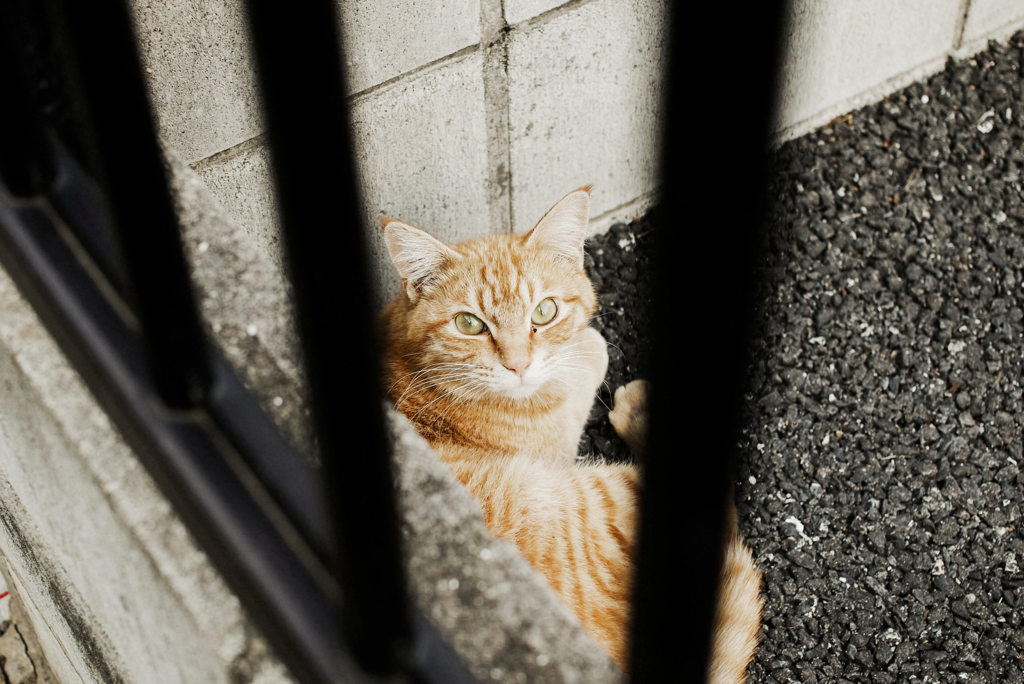 猫撮り散歩1432