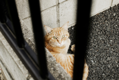 猫撮り散歩1432