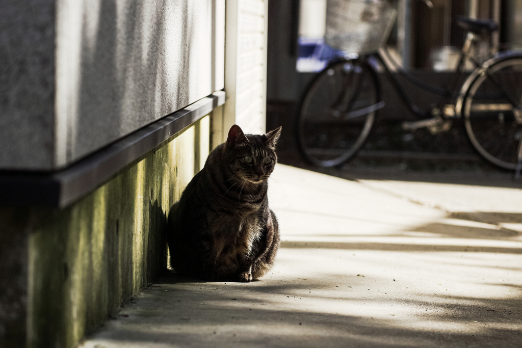 猫撮り散歩2306