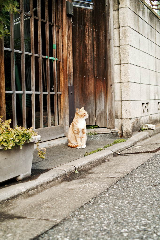 猫撮り散歩614