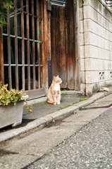 猫撮り散歩614