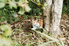 猫撮り散歩868