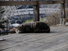 猫撮り散歩626
