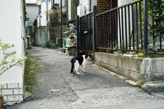 猫撮り散歩543
