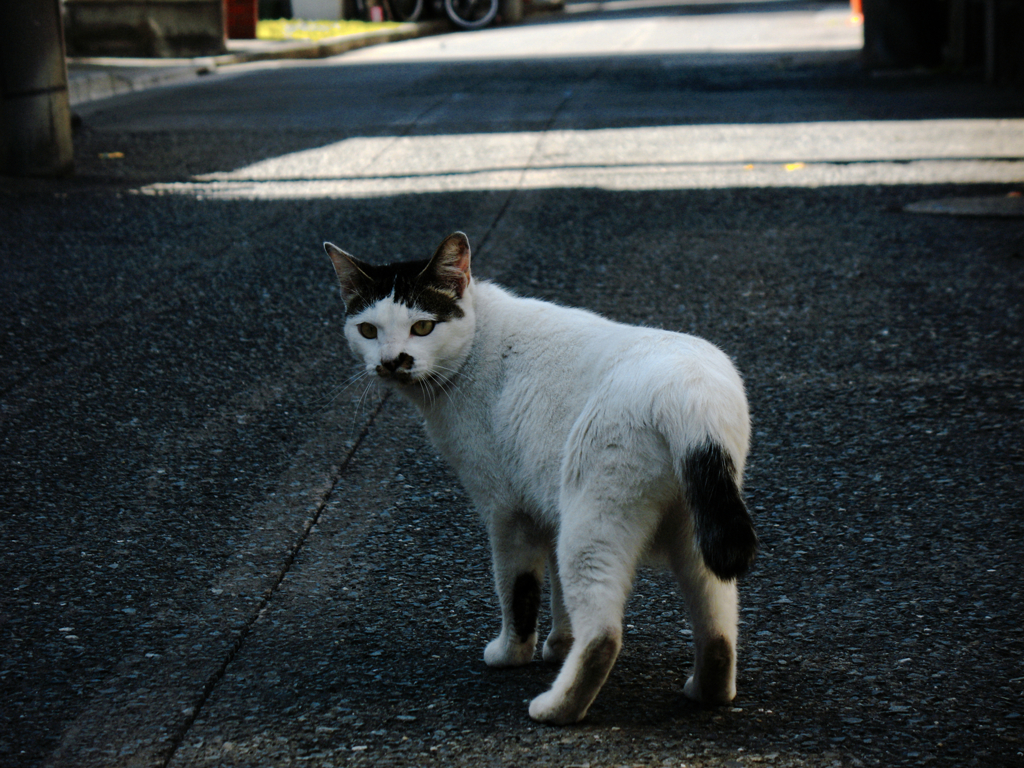 猫撮り散歩359