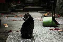 猫撮り散歩1558