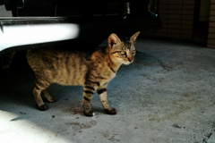 猫撮り散歩1495