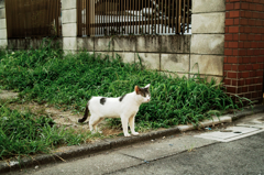 猫撮り散歩1030