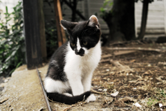 猫撮り散歩1431