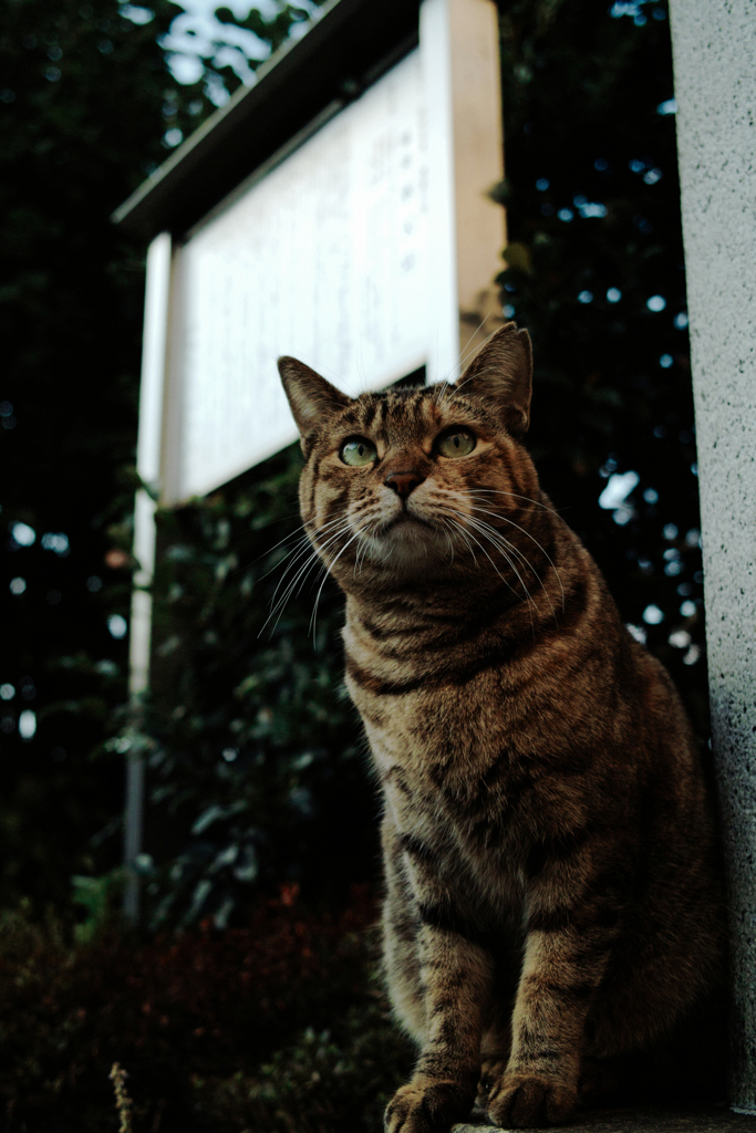 猫撮り散歩2144
