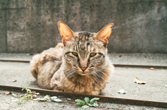 猫撮り散歩582