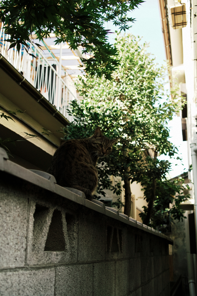 猫撮り散歩1104