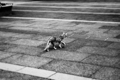 猫撮り散歩1270