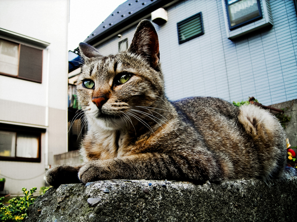猫撮り散歩1682