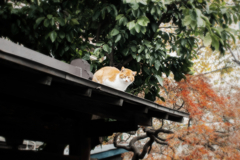 猫撮り散歩1005