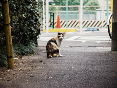 猫撮り散歩1253