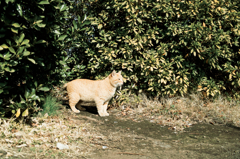 猫撮り散歩904