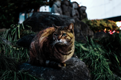 猫撮り散歩1298