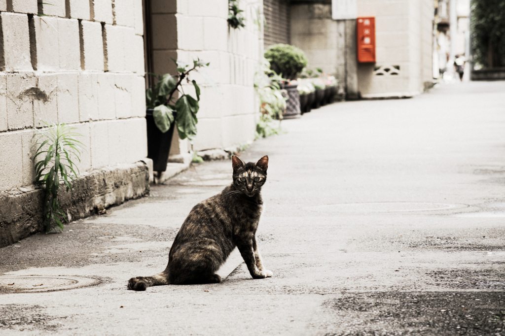 猫撮り散歩1063