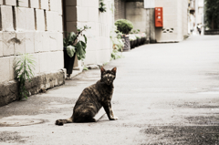 猫撮り散歩1063