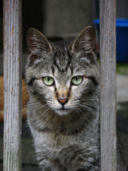猫撮り散歩118