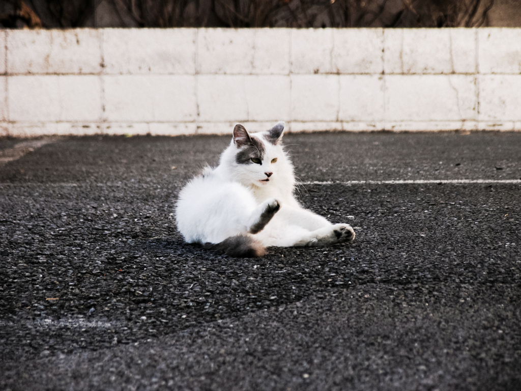 猫撮り散歩1235