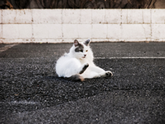 猫撮り散歩1235