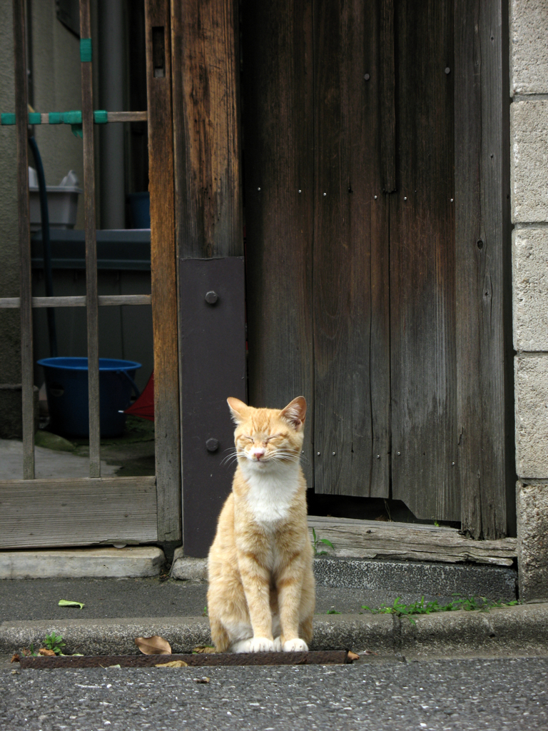 猫撮り散歩81