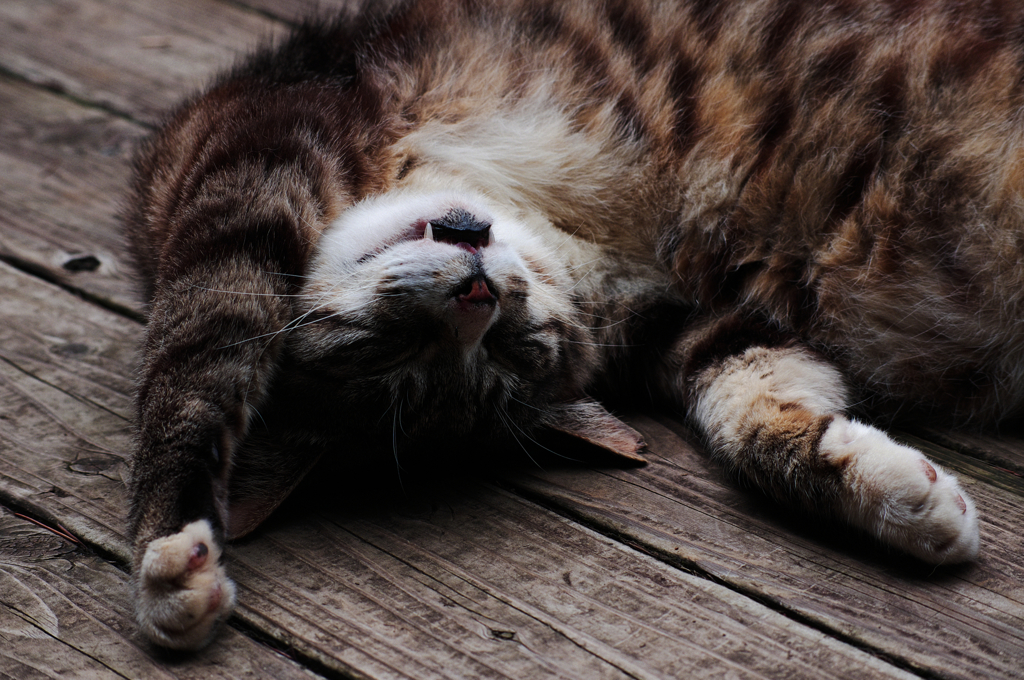 猫撮り散歩SZS-09 "Garden cats of One day"