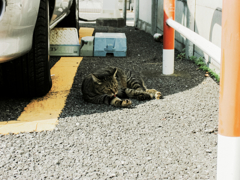猫撮り散歩1256