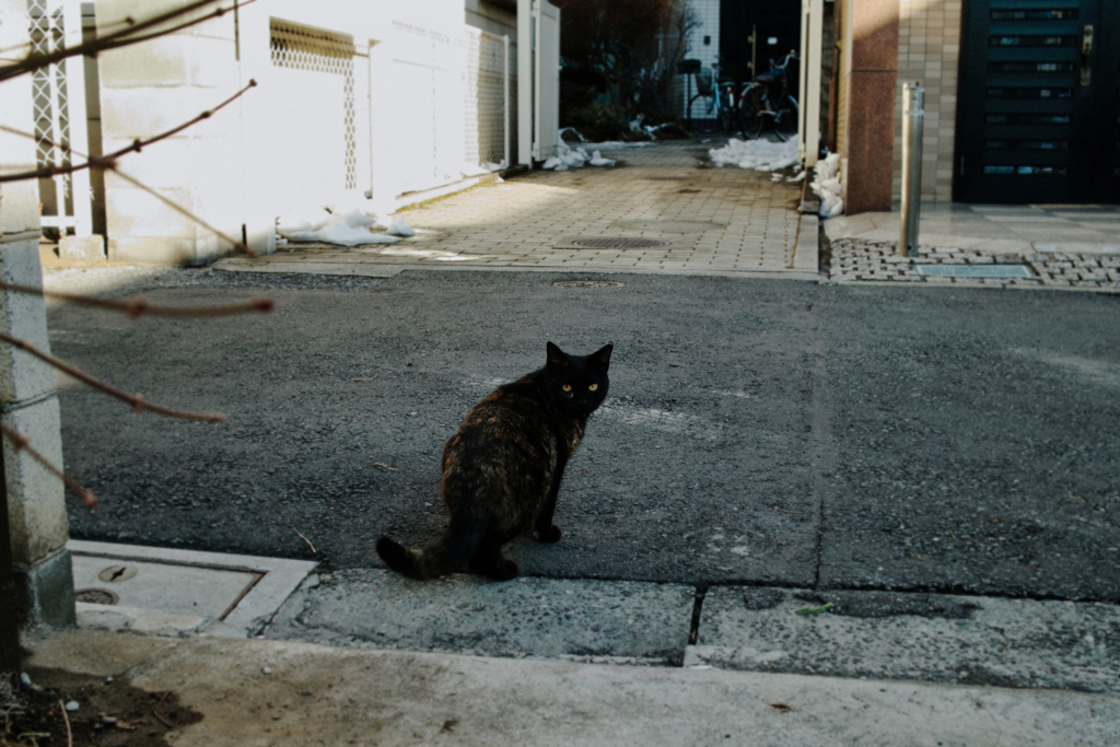 猫撮り散歩1305