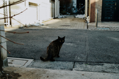 猫撮り散歩1305