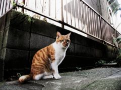 猫撮り散歩1037