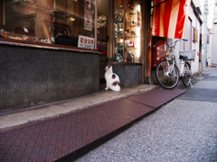 猫撮り散歩448
