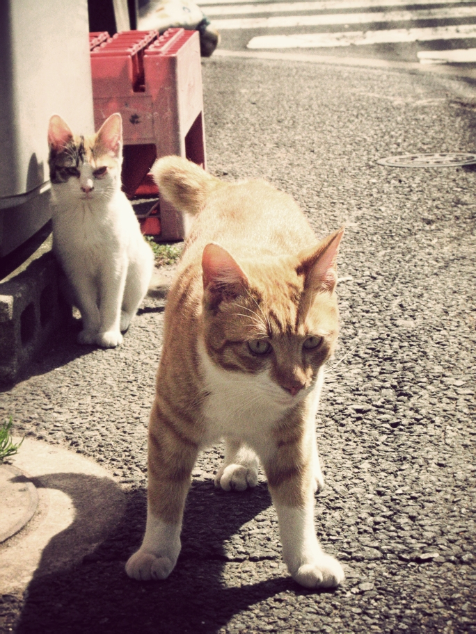 猫撮り散歩11