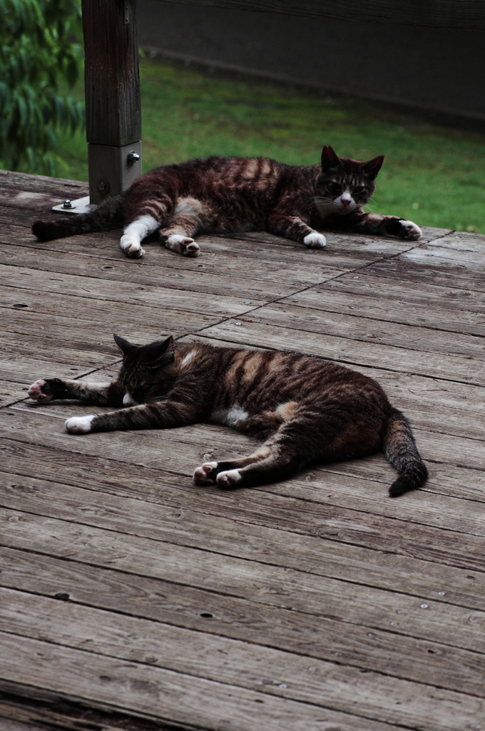 猫撮り散歩SZS-27 "Garden cats of One day"