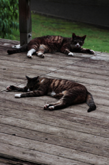 猫撮り散歩SZS-27 "Garden cats of One day"